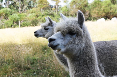 Great Ocean Road Wildlife Park - Tourism Canberra 1
