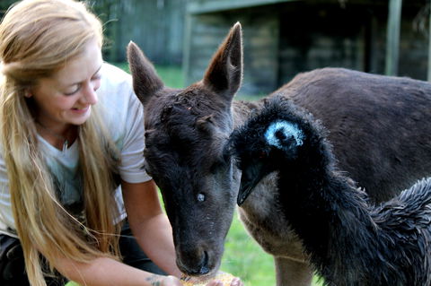 Great Ocean Road Wildlife Park - Tourism Canberra 2
