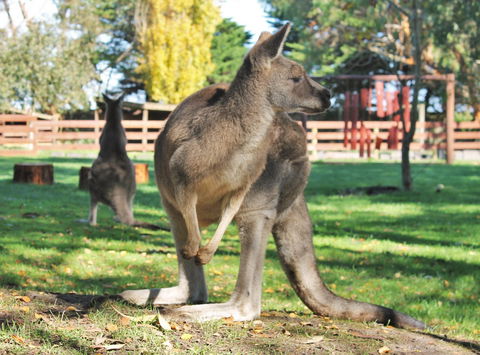 Great Ocean Road Wildlife Park - Tourism Canberra 4