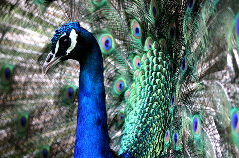 Great Ocean Road Wildlife Park - Tourism Canberra 5