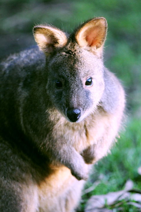Great Ocean Road Wildlife Park - Tourism Canberra 6