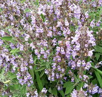 Otway Herbs - Tourism Canberra
