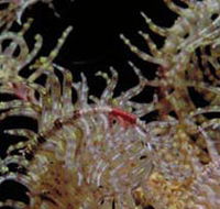 Point Danger Marine Sanctuary - Tourism Canberra
