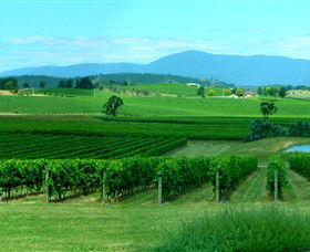 Acacia Ridge Vineyard - Tourism Canberra 0