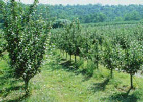 Pettys Orchard - Tourism Canberra 0