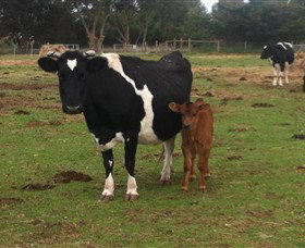 Animal Land Children's Farm - Tourism Canberra 0