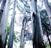 Dandenong Ranges National Park - Tourism Canberra