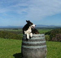 Windy Ridge Vineyard and Winery - Tourism Canberra