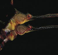 Eagle Rock Marine Sanctuary - Tourism Canberra