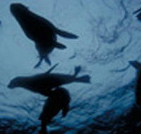 The Arches Marine Sanctuary - Tourism Canberra