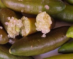 Sandy Creek Olives And Finger Limes - Tourism Canberra 0