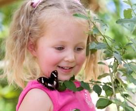 Coffs Harbour Butterfly House - Tourism Canberra 0