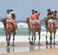 Camel Rides with Coffs Coast Camels - Tourism Canberra
