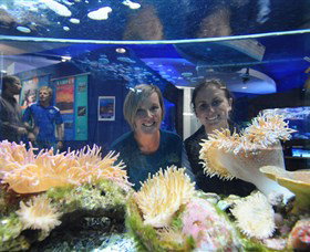 Solitary Islands Aquarium - Tourism Canberra 0