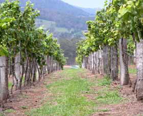 Villa D Esta Vineyard - Tourism Canberra 1