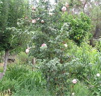 Tombstone Estate Vineyard - Tourism Canberra