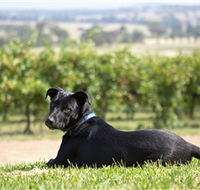 Moothi Estate Vineyard and Cellar Door - Tourism Canberra
