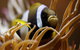 Solitary Islands Aquarium - thumb 1