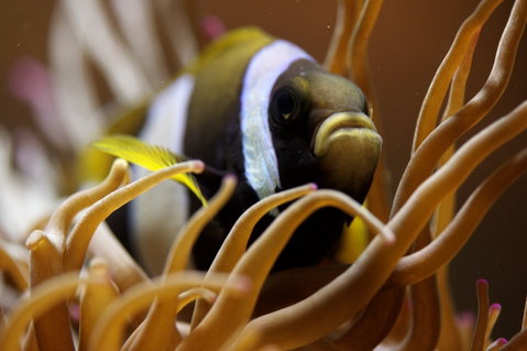 Solitary Islands Aquarium - Tourism Canberra 1