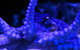 Solitary Islands Aquarium - thumb 2