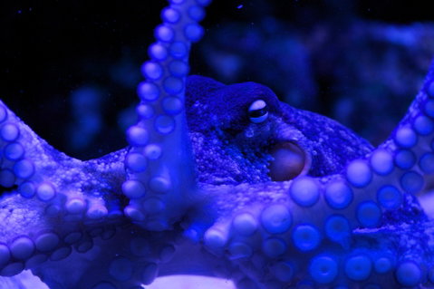 Solitary Islands Aquarium - Tourism Canberra 2
