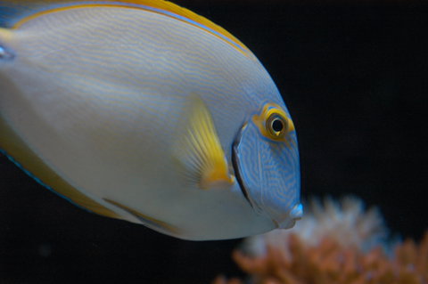 Solitary Islands Aquarium - Tourism Canberra 3