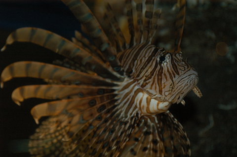 Solitary Islands Aquarium - Tourism Canberra 4