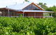 Yarran Wines - thumb 0