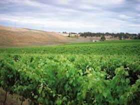 Uleybury Wines - Tourism Canberra 2