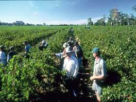Padthaway Estate Winery - Tourism Canberra 1