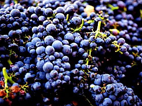 Nandroya Vineyard - Tourism Canberra 0