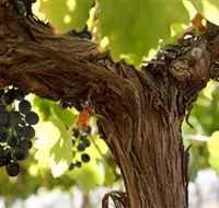Blackjack Vineyards - Tourism Canberra