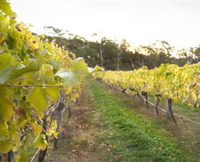 Harcourt Valley Vineyards - Tourism Canberra 0