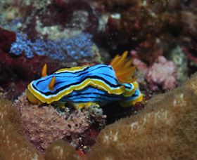Coral Gardens Dive Site Mooloolaba - Tourism Canberra 1
