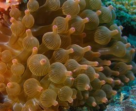 Coral Gardens Dive Site Mooloolaba - Tourism Canberra 0