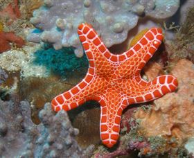 Coral Gardens Dive Site Mooloolaba - Tourism Canberra 3