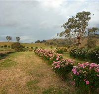 Damasque Rose Oil Farm - Tourism Canberra