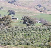 Wymah Organic Olives and Lambs - Tourism Canberra