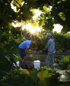 Oakdene Vineyards Restaurant And Cellar Door - Tourism Canberra 3