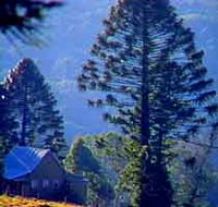 Bunya Mountains National Park - Tourism Canberra