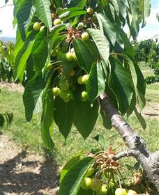 Mouat's Farm - Tourism Canberra 2