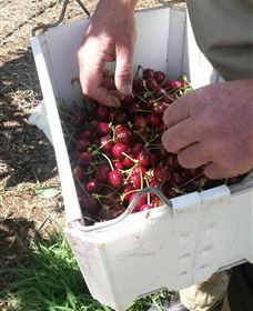 Mouat's Farm - Tourism Canberra 3