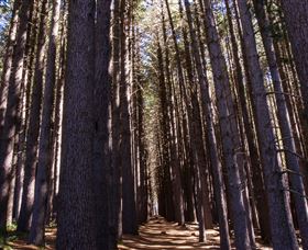 Sugarpine Walk - Tourism Canberra 2