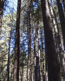 Sugarpine Walk - Tourism Canberra 1