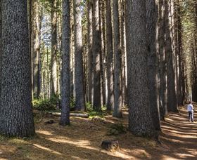 Sugarpine Walk - Tourism Canberra 0