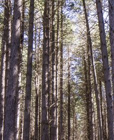 Sugarpine Walk - Tourism Canberra 3