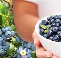 Jolly Berries - Tourism Canberra