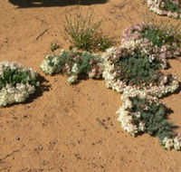 Coorow Wreath Flowers - Tourism Canberra