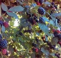 Gunnadoo Berries - Tourism Canberra