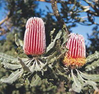 Coorow Wildflower Drive - Tourism Canberra